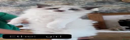 Maine Coon cats for sale: Maincoon ×Ragdoll (Ragcoon)  now available.  - Advert 7