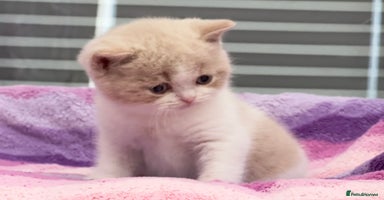 British Shorthair cats - Advert 12