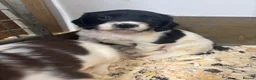 English Springer Spaniel dogs for sale: KC Springer dog pup ready to go  - Advert 4