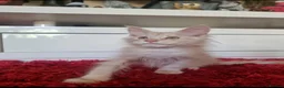 Maine Coon cats for sale: Beautiful Maine Coon Kittens READY TO LEAVE - Advert 5