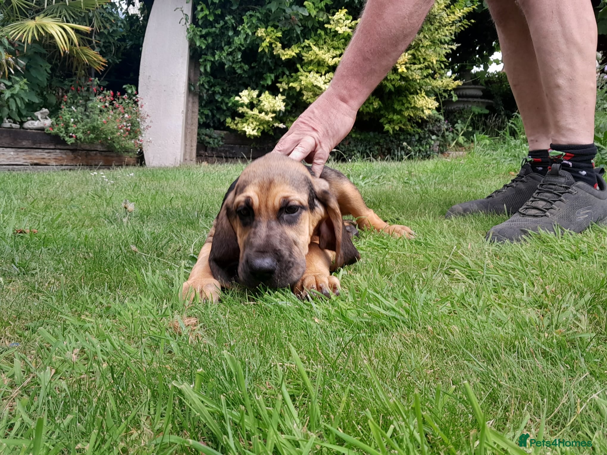 Bloodhound dogs Bloodhound Puppies - Advert 2