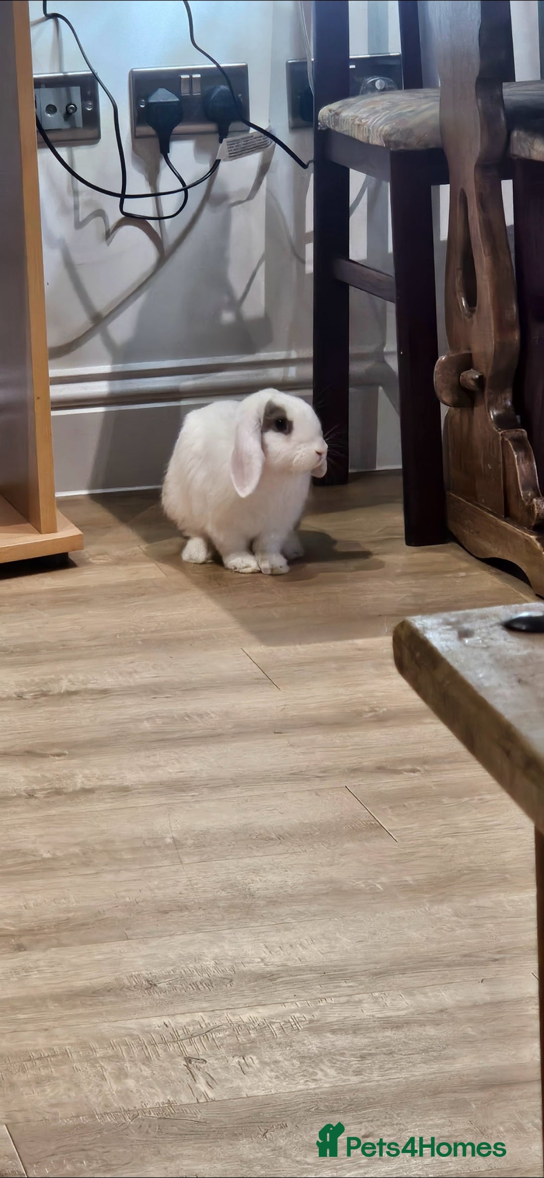 Mixed Breed rabbits Beautiful bunnies for sale - Advert 16