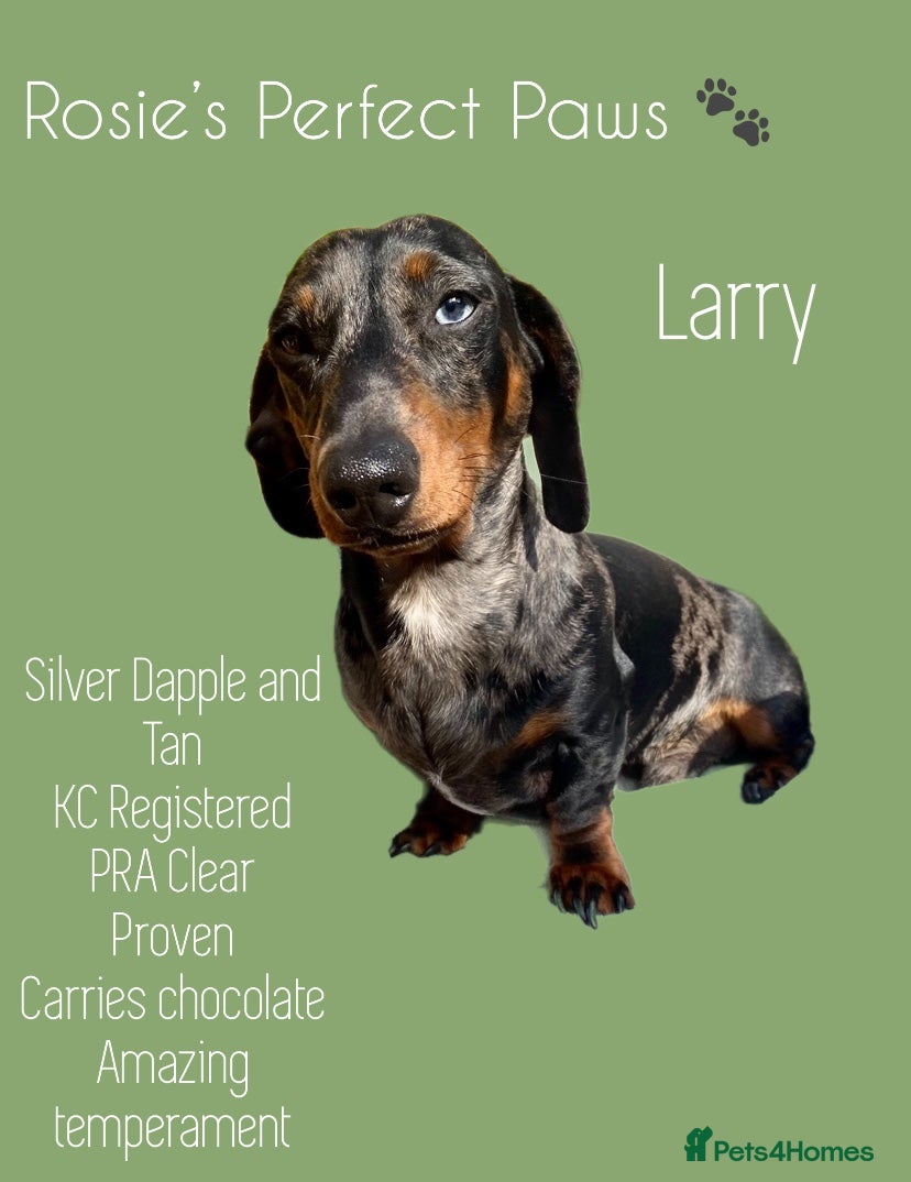 Miniature Dachshund dogs FOR STUD STUNNING SILVER DAPPLE in Benfleet - Advert 8