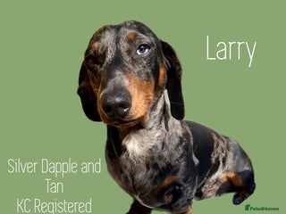 Miniature Dachshund dogs in Benfleet - Advert 15