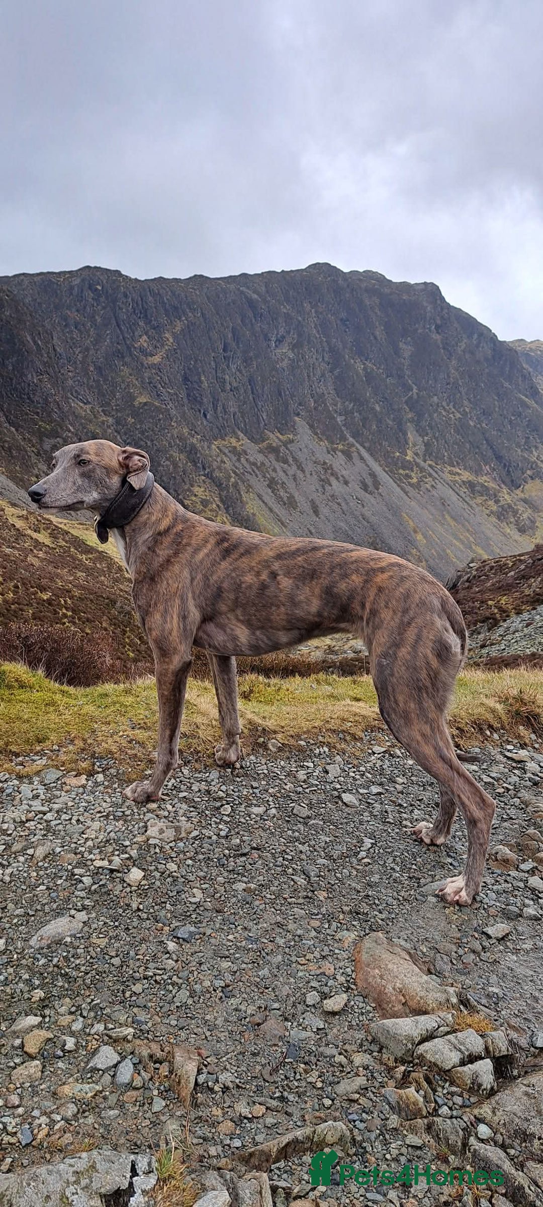 Lurcher dogs for sale: Beautiful litter of Lurcher pups - Advert 4