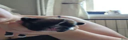 Shih Tzu dogs for sale: Shih tzu puppies  in Pontypool - Advert 3