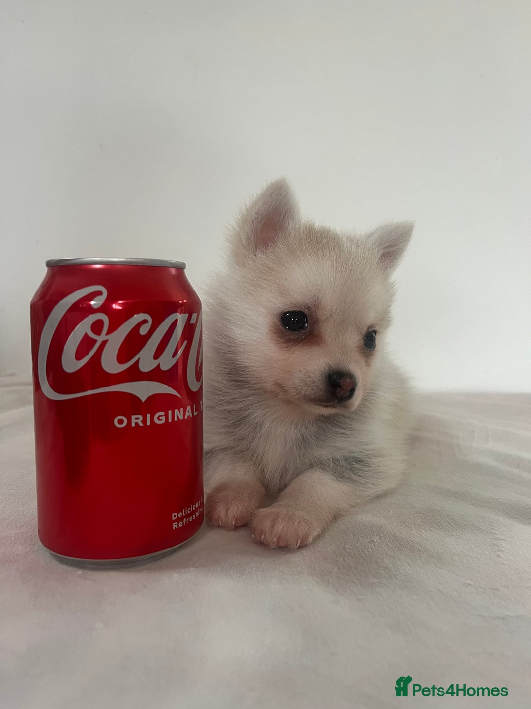 Pomsky dogs for sale: Honey I shrunk the Husky 😂 Genuine Toy size pomsk - Image 18