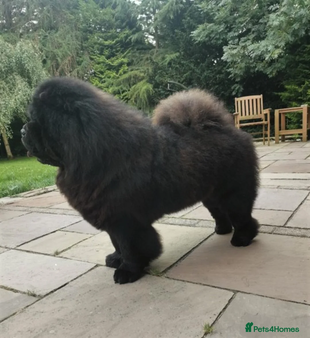 Chow Chow dogs for stud: kc reg..proven..carries blue and chocolate in Wingate - Advert 7