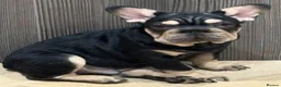 French Bulldog dogs for sale: fully vac French bulldog pups ready now  - Advert 6