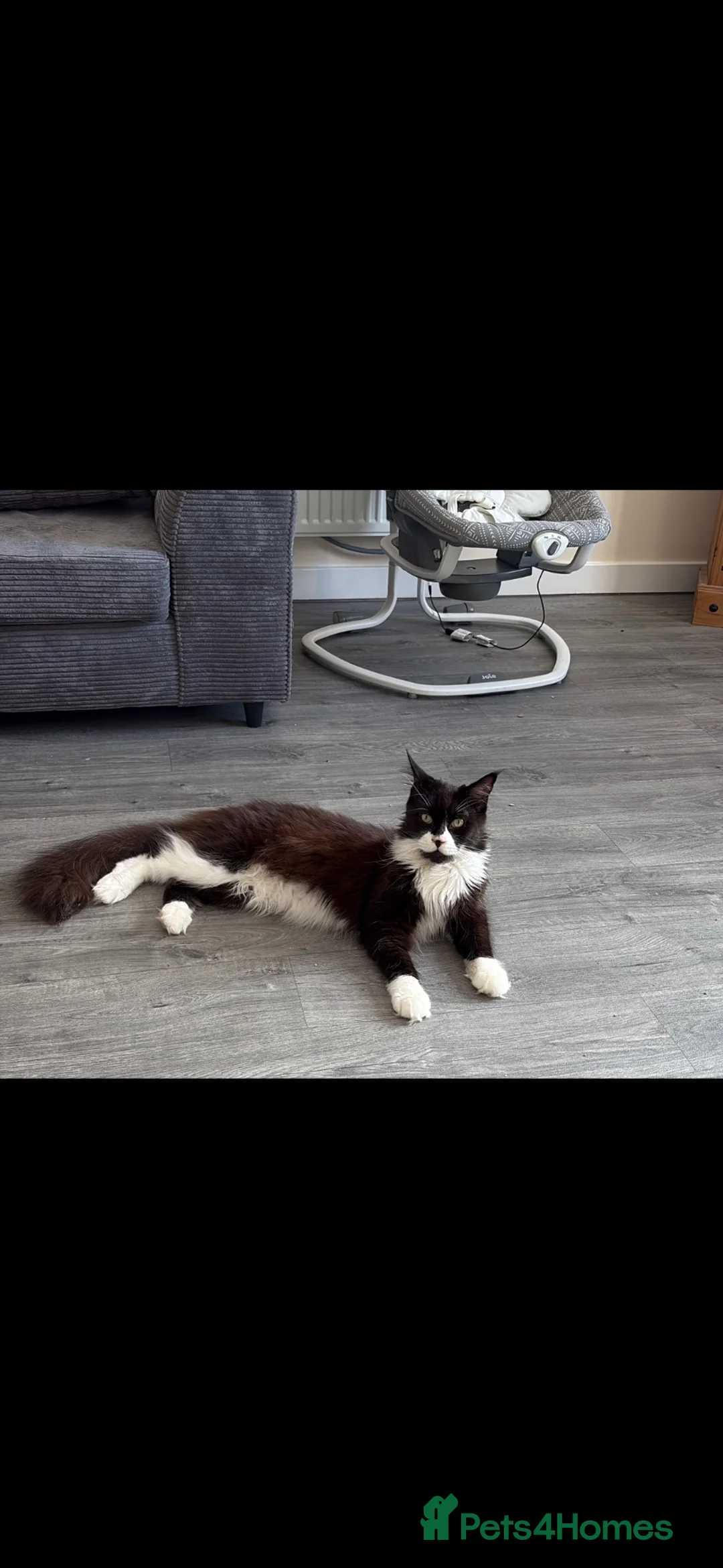 Maine Coon cats for sale: Maine Coon in Stamford - Advert 2