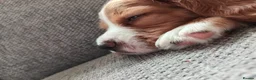 Mixed Breed dogs for sale: Beautiful Cavapoo x sprocker spaniel puppies - Advert 6