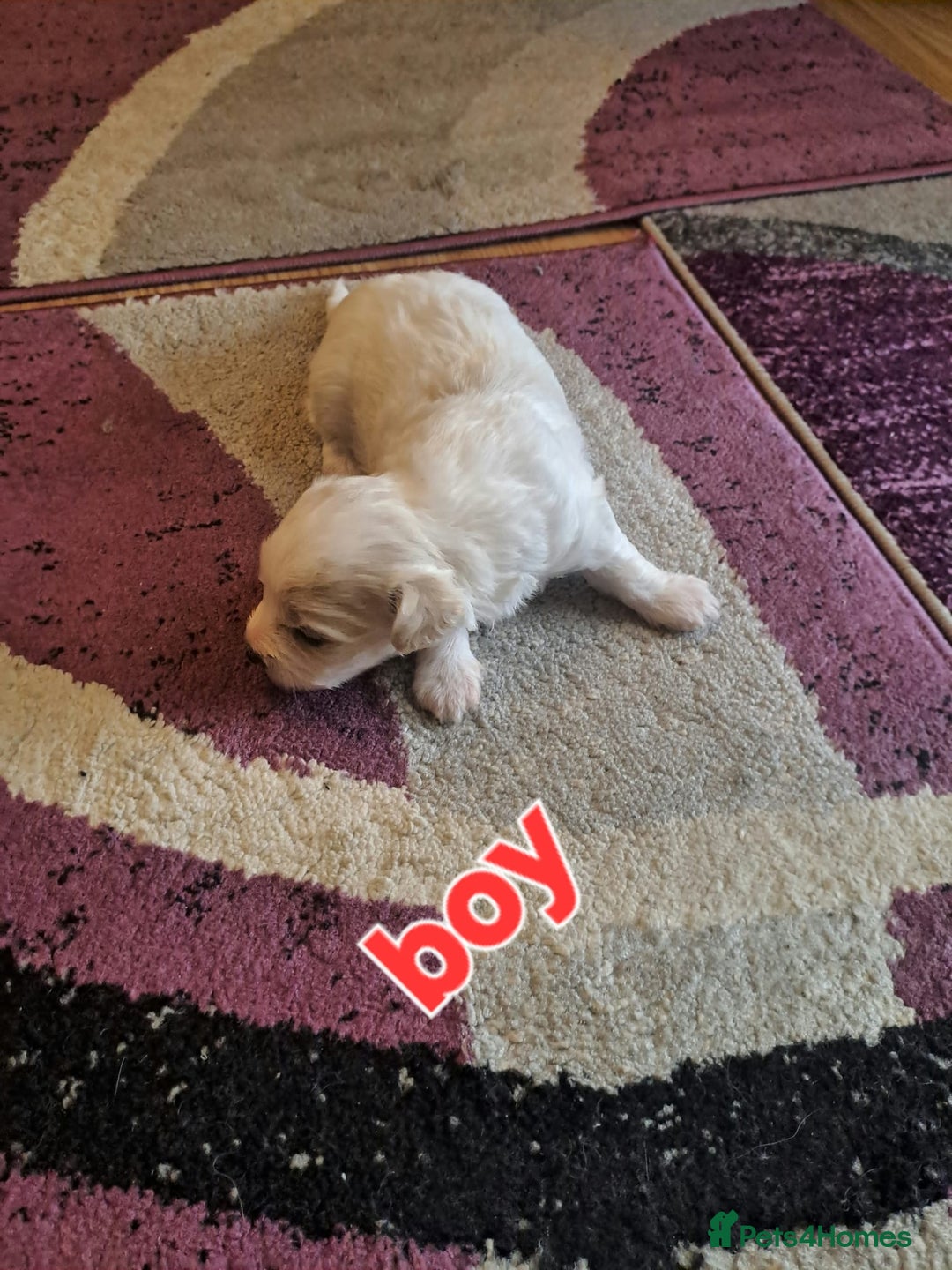 Bichon Frise dogs for sale: 4beautiful Bichon Frise puppies (3boys and 1 girl) - Image 20