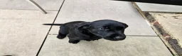 Labrador Retriever dogs for sale: Working Labrador puppies  - Advert 14