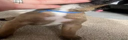 Boxer dogs for sale: 🐶KC Reg Boxer Puppies - Champion Bloodlines🐶 in Corby - Advert 35