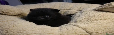 Black male