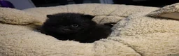 Pomeranian dogs for sale: Beautiful Pomeranians in Stanford-le-Hope - Advert 4