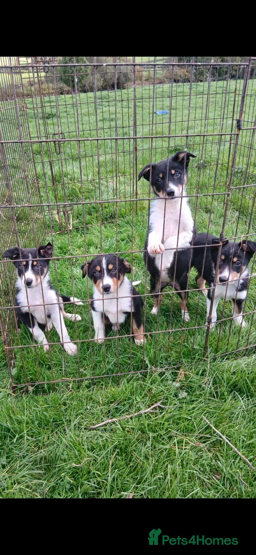 Border Collie dogs for sale: Border collie puppies  - Advert 1