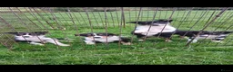 Border Collie dogs for sale: Border collie puppies  in Builth Wells - Advert 1