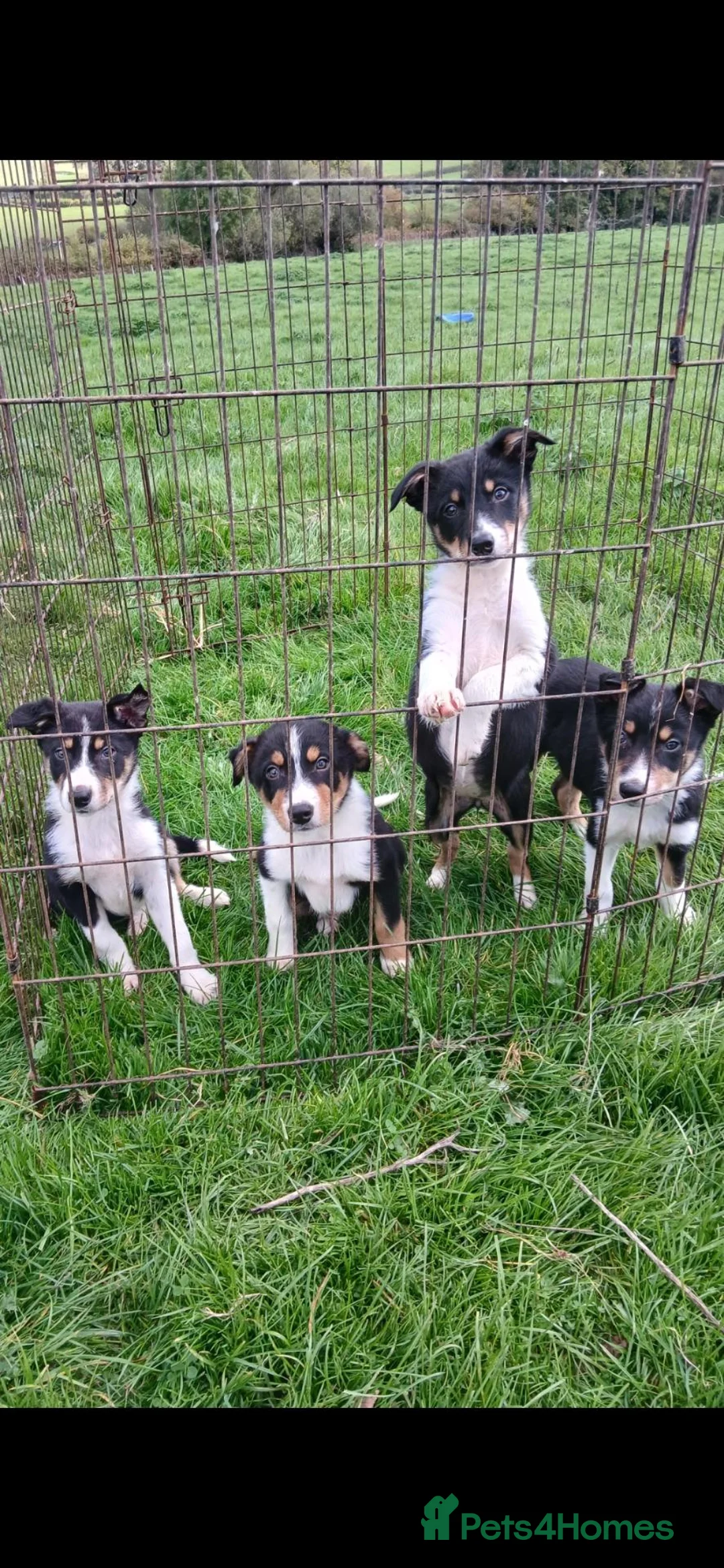 Border Collie dogs for sale: Border collie puppies  in Builth Wells - Advert 1