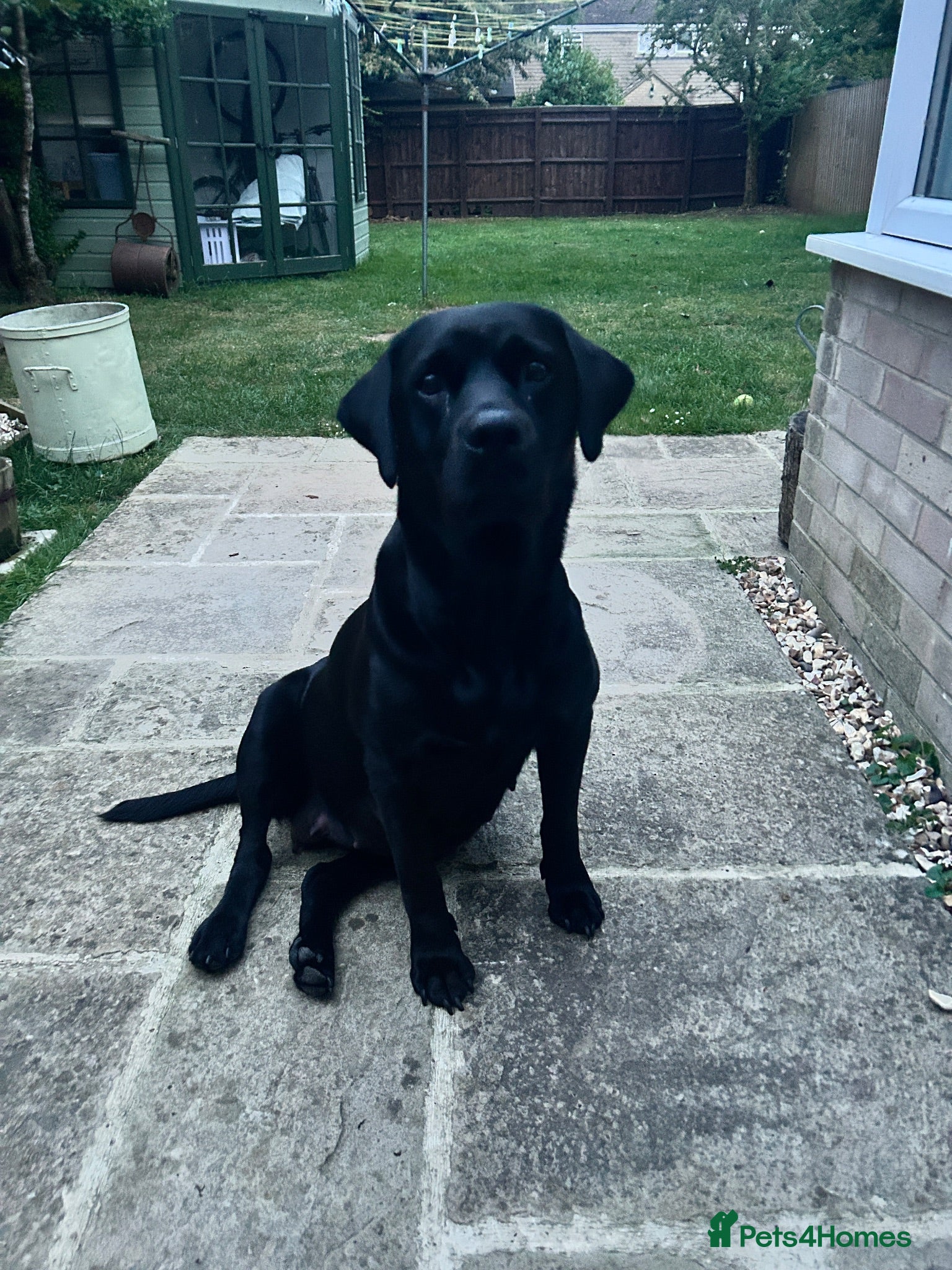 Labrador Retriever dogs KC registered Labradors - Advert 3