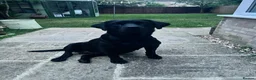 Labrador Retriever dogs for sale: KC registered Labradors in Cheltenham - Advert 1