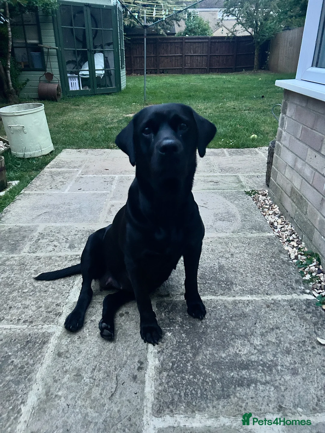 Labrador Retriever dogs for sale: KC registered Labradors in Cheltenham - Advert 1