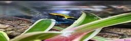 Frog reptiles for sale: Various Amphibians At Urban Exotics - Advert 15
