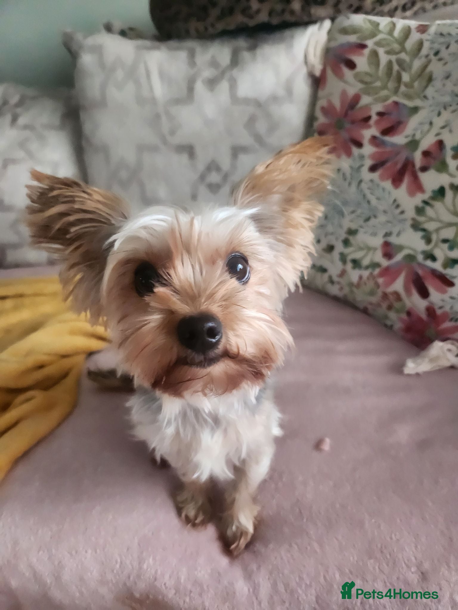 Yorkshire Terrier dogs Poppy - Advert 1