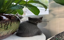 British Shorthair cats for sale: British Shorthair Kittens  - Image 5