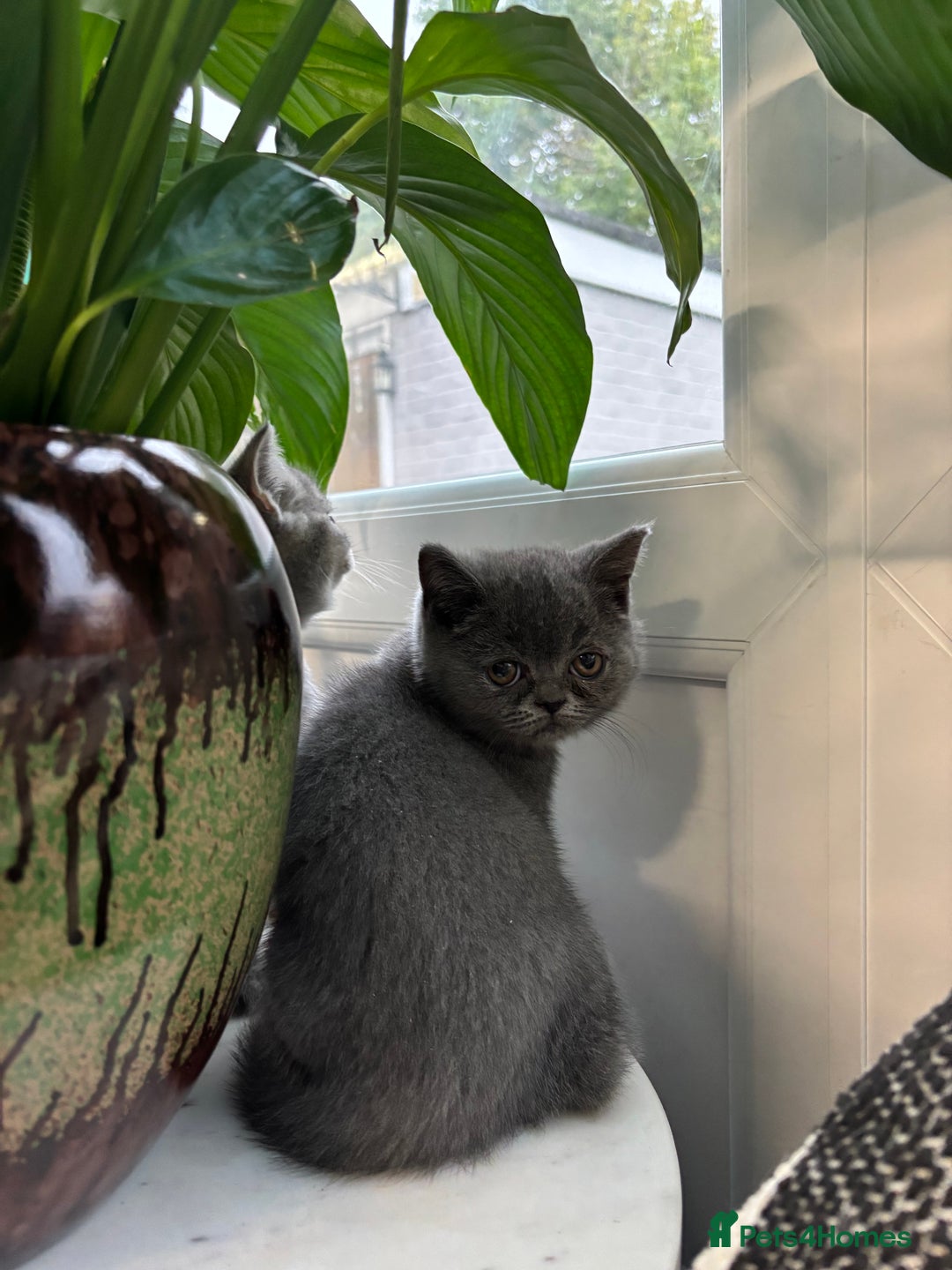 British Shorthair cats for sale: British Shorthair Kittens  - Image 5