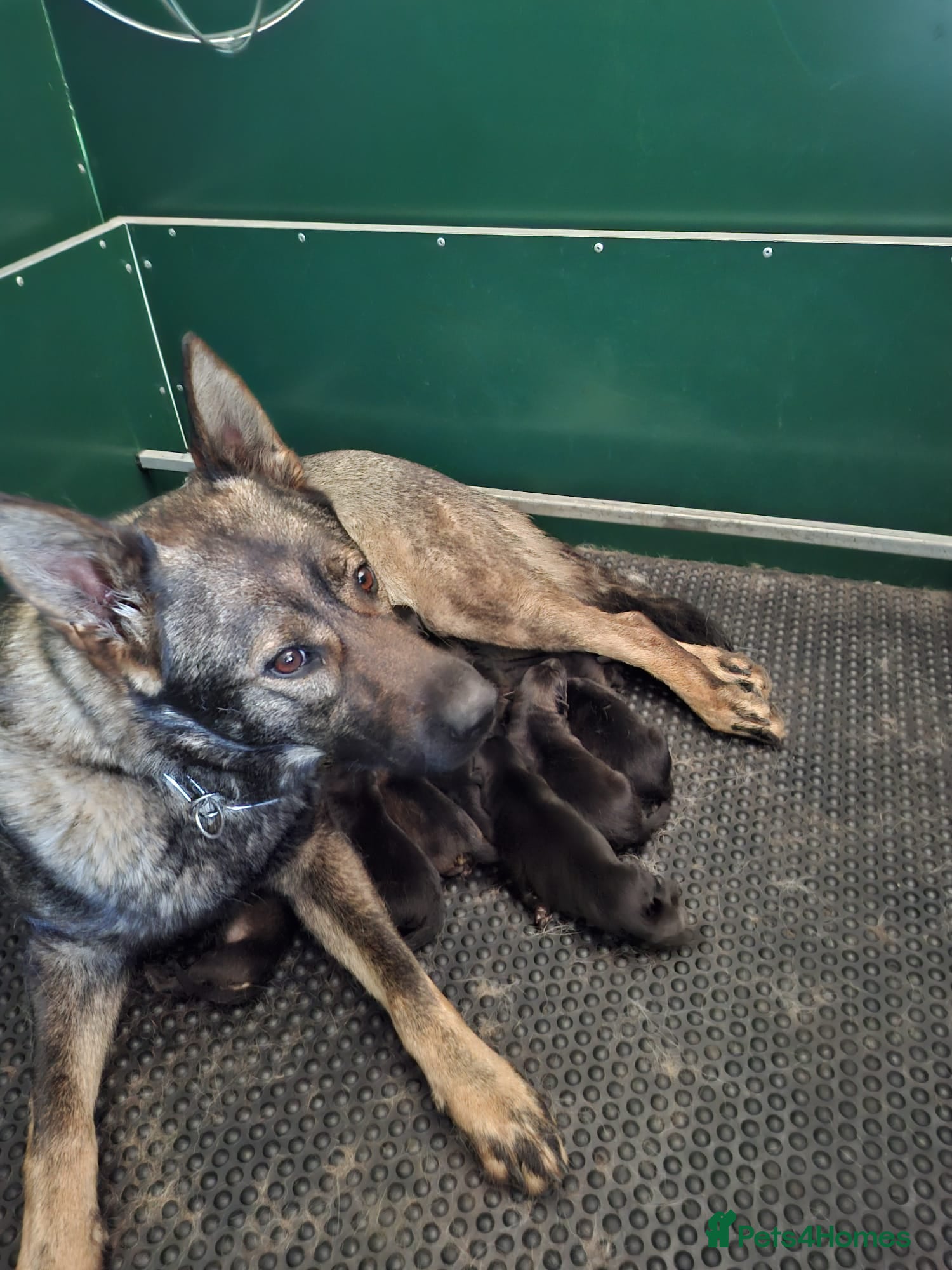 German Shepherd dogs Top working line KC GSD pups  - Advert 2