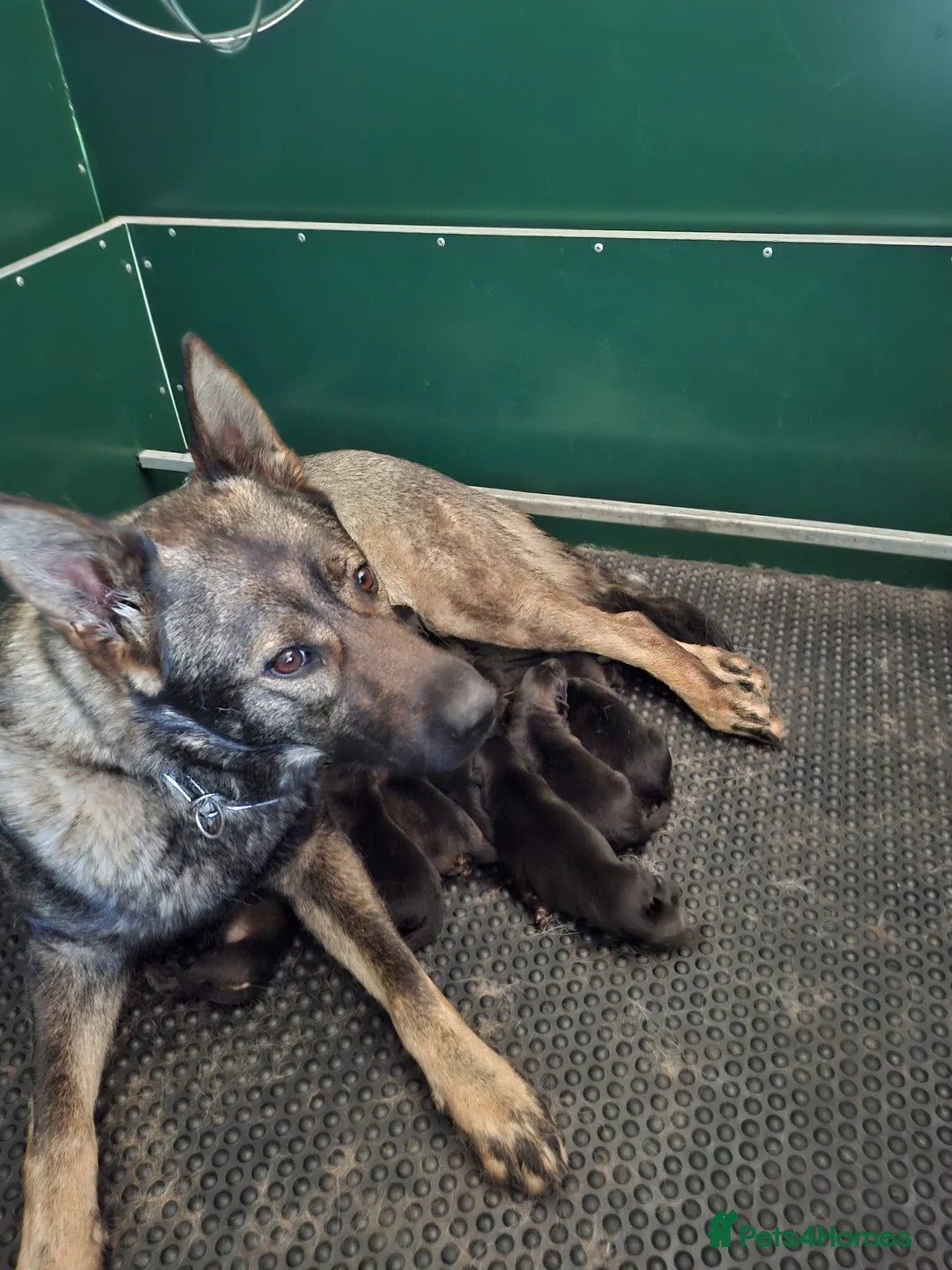 German Shepherd dogs for sale: Top working line KC GSD pups  - Advert 2