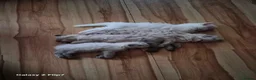 Ragdoll cats for sale: COUPLE OF ragdolls left - Advert 6