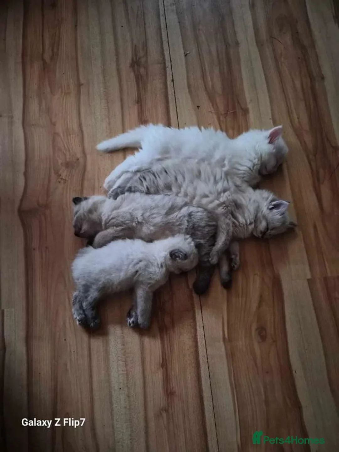Ragdoll cats for sale: COUPLE OF ragdolls left - Advert 6