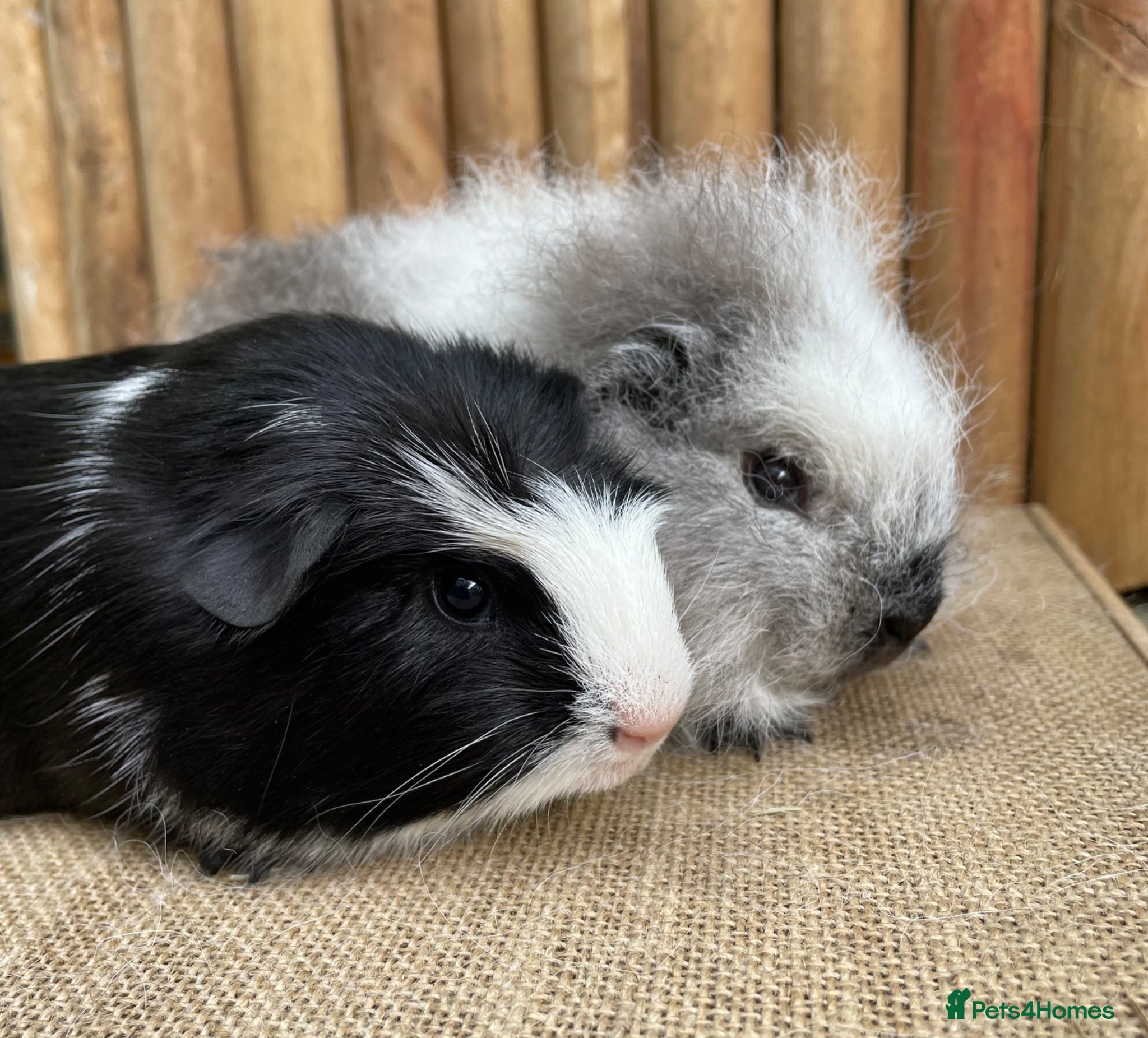 Guinea Pig rodents Baby boars ready now - Advert 1
