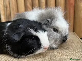 Guinea Pig rodents Baby boars ready now - Advert 1