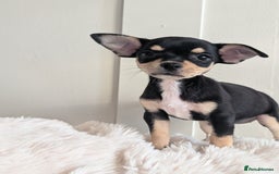 Miniature Pinscher dogs for sale: Miniature pincher female  - Image 1