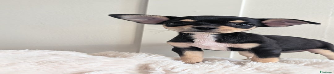 Miniature Pinscher Puppy 1
