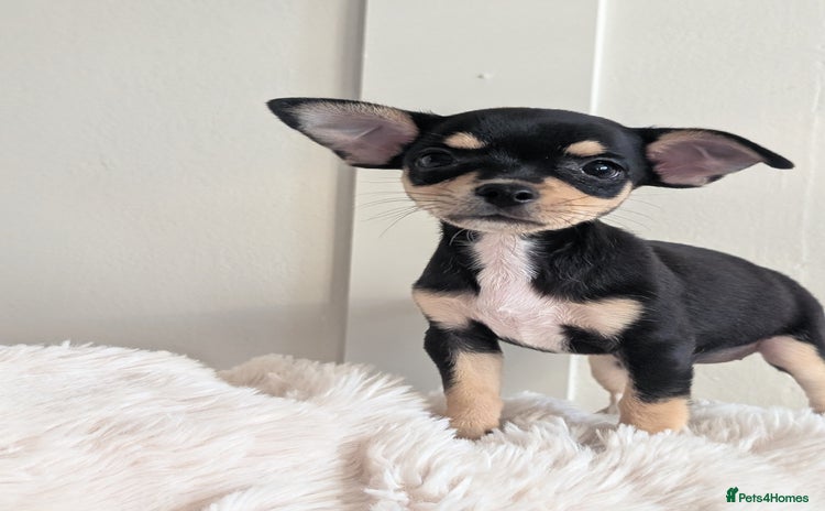 Miniature Pinscher dogs - Advert 1