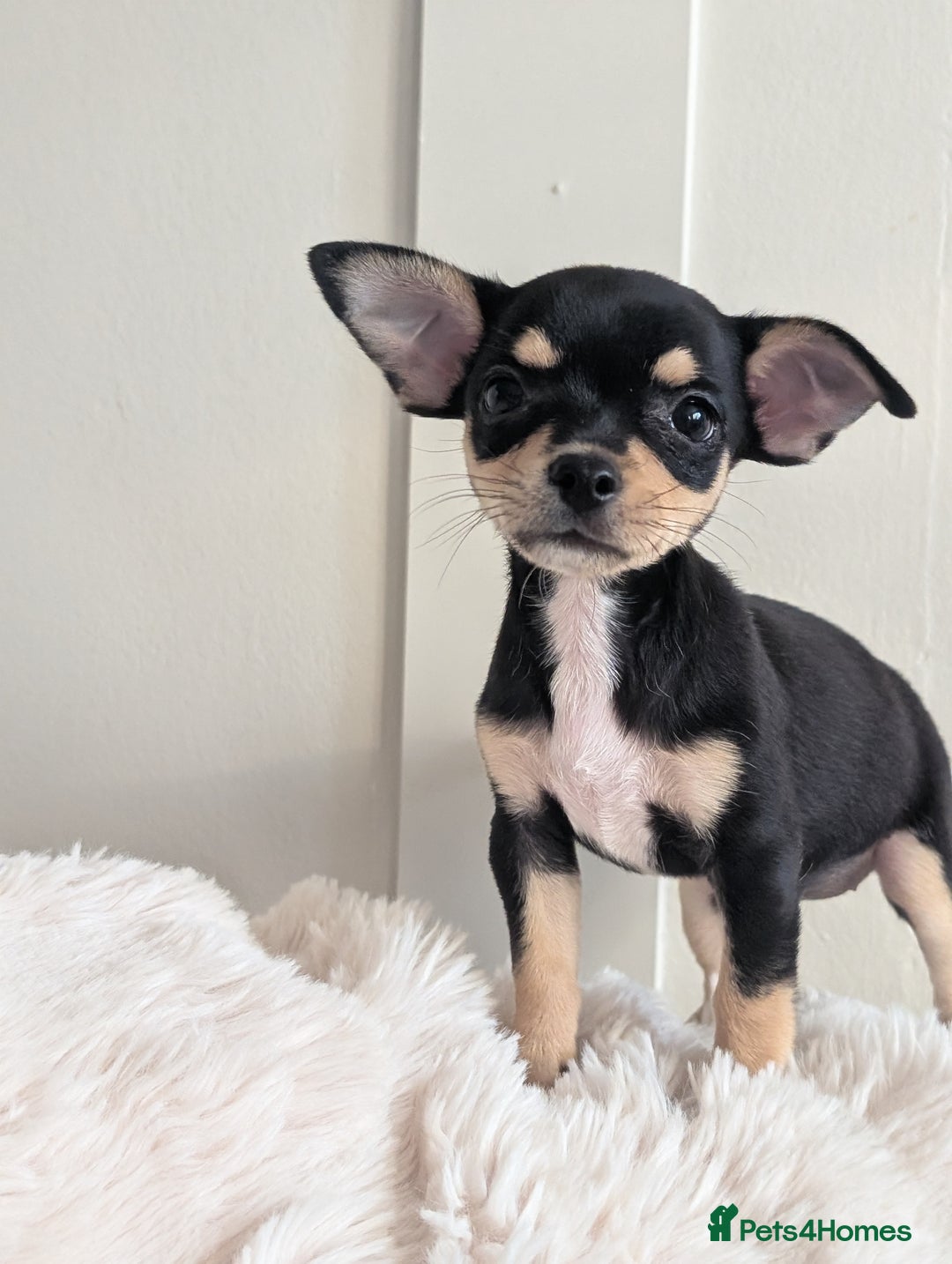 Miniature Pinscher dogs for sale: Miniature pincher female  - Image 1