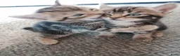 Mixed Breed cats for sale: Beautiful kittens  - Advert 10