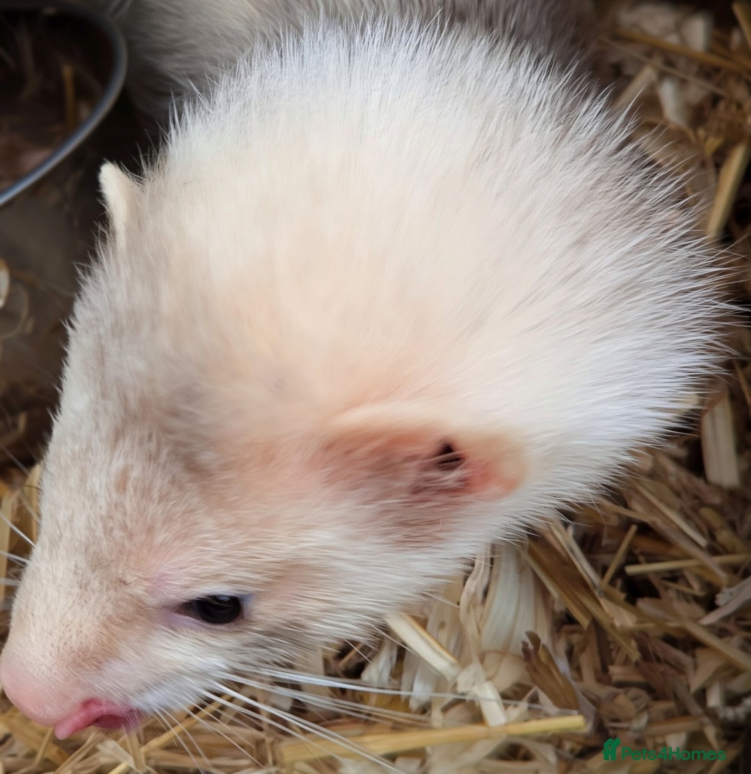 Ferret rodents for sale: Several beautiful ferrets - Advert 3
