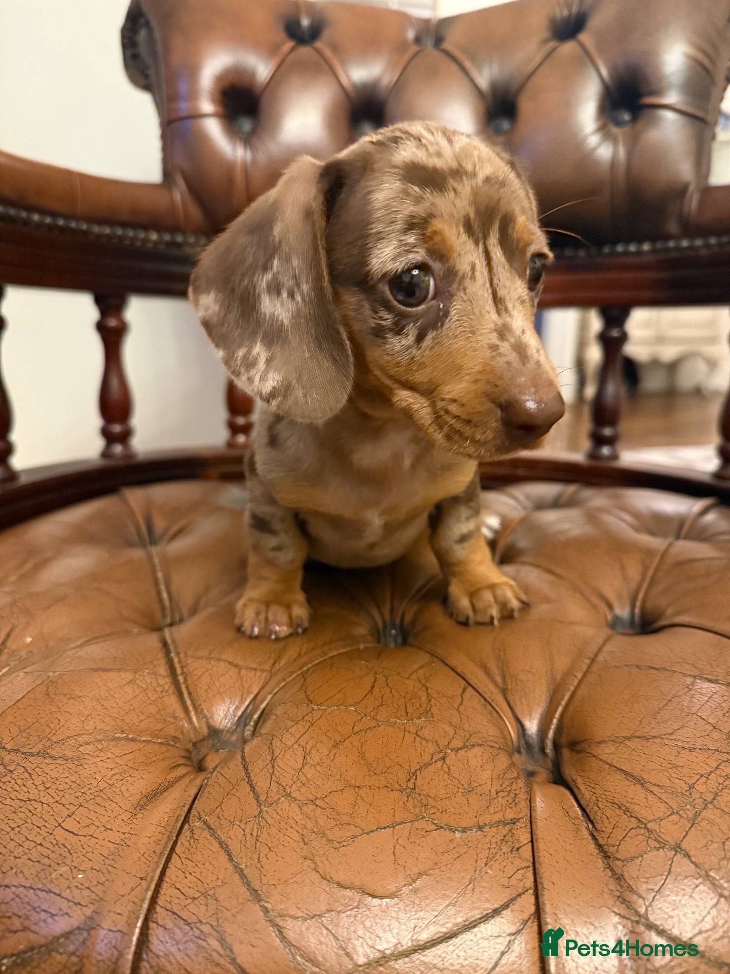 Miniature Dachshund dogs Beautiful LH Miniature Dachshund Pups - Advert 1