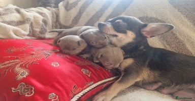 Chihuahua dogs - Advert 6