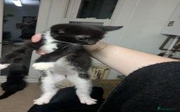 British Shorthair cats for sale: BEAUTIFUL TABBY KITTENS FOR SALE  - Advert 7