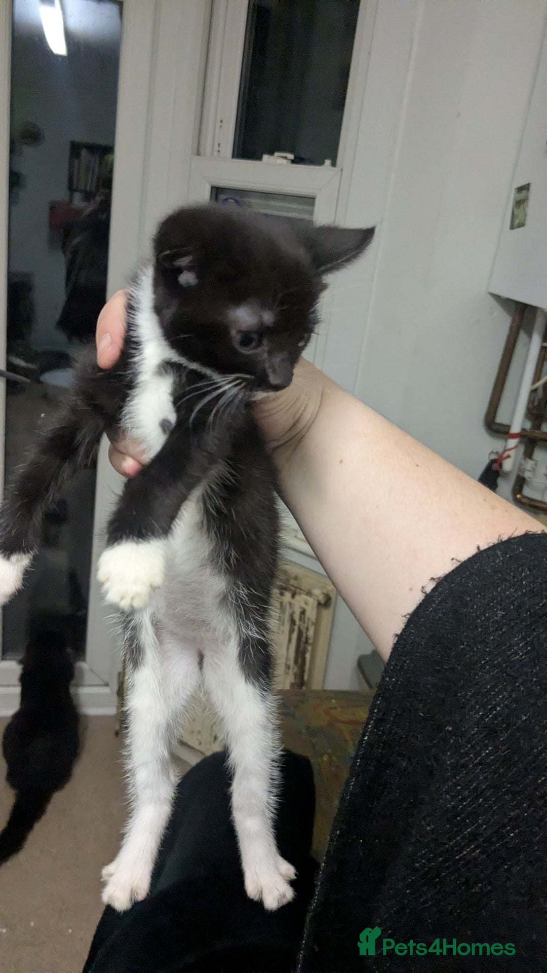 British Shorthair cats for sale: BEAUTIFUL TABBY KITTENS FOR SALE  - Advert 7