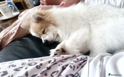 Pomeranian dogs for sale: 🐾 🐶 Adorable Purebred Pomeranian Boy 🐶 🐾 - Image 6