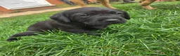 Labrador Retriever dogs for sale: Black KC registered labradors for sale  in Wellingborough - Advert 8