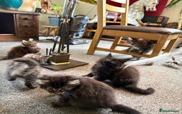 Maine Coon cats for sale: 🐾🐈‍⬛10 week old Maine coon kittens🐈‍⬛🐾 - Image 3