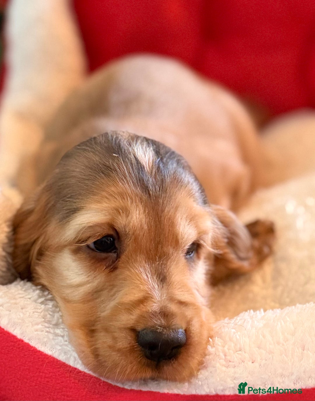 Cocker Spaniel dogs for sale: REDUCED KC SHOW COCKER SPANIEL - Advert 3